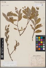 Foto von Salix aurita L. x Salix nigricans Sm.